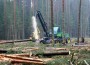 Metsas töötavad masinad on juba nii targad, et teevad metsnike eest osa töid ära.