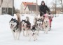 Kelgu ees jooksevad siberi huskyd suurima lustiga.