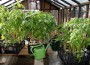 Tomatitaimed enam pikalt potis olla ei kannata, lähipäevil tuleb need kasvuhoonesse istutada.